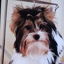 Noble Legacys Elegant Statler - Black tan and white male Biewer Terrier puppy in Vancouver, Washington from Noble Legacy Biewers