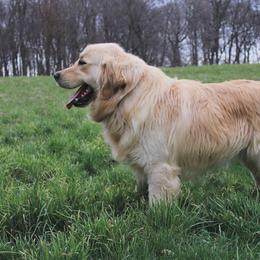 Axel - Golden Retriever