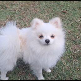 Wilson - Cream parti male Pomeranian puppy in Oologah, Oklahoma from GG's Pomeranians
