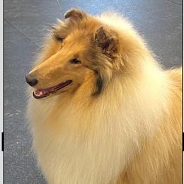 Fire - Collie