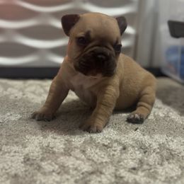French Bulldog Puppies from Frenchie Kingdom