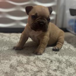 French Bulldog Puppies from Frenchie Kingdom