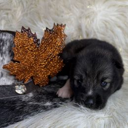 Tecovas - Agouti and white male Siberian Husky puppy in Folsom, Louisiana from Geaux Fluffy