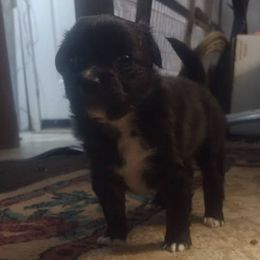 Companion Crosses from Toni's Pupps