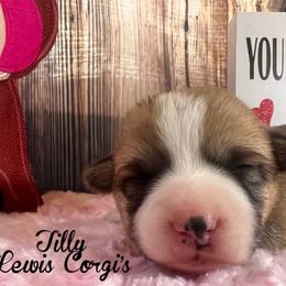 Australian Shepherd and Pembroke Welsh Corgi Puppies from Lewis Aussie’s & Corgi’s