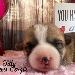 Australian Shepherd and Pembroke Welsh Corgi Puppies from Lewis Aussie’s & Corgi’s