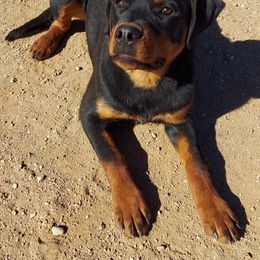 "A litter male 6 months old" Rottweiler All Grown Up from Kennel vom Hause Locher