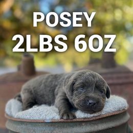 Posie - Charcoal female Dilute Retriever puppy in Puyallup, Washington from 12 Door Farm Labradors