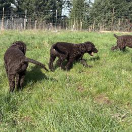 Curly-Coated Retriever Puppies from Tephra Curly Coated Retrievers