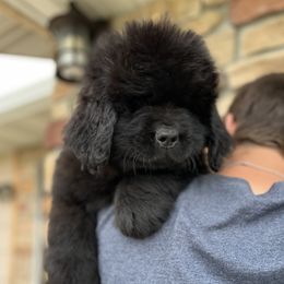 Solid Beige - Black female Newfoundland puppy in Nevis, Minnesota from Faithful Acres Newfs