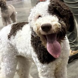 Maverick - Lagotto Romagnolo