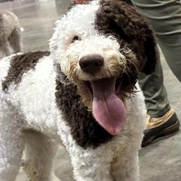 Maverick - Lagotto Romagnolo