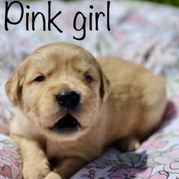 Golden Retriever Puppies from All shades Golden