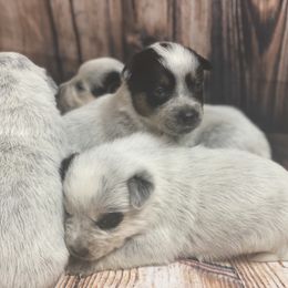 Australian Cattle Dog Puppies from Diamond Falls Cattle Dogs