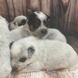 Australian Cattle Dog Puppies from Diamond Falls Cattle Dogs