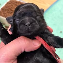 Raj - Chocolate male Shih Tzu puppy in Bloomfield, Indiana from Meihem Pups