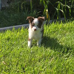 Boy 1 - Red tri male Toy Australian Shepherd puppy in Missouri from MadCat Toy Aussies