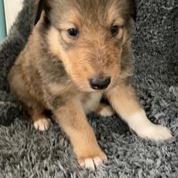 Fonzi - Sable and white male Collie puppy in Yulee, Florida from Three Collie Farm