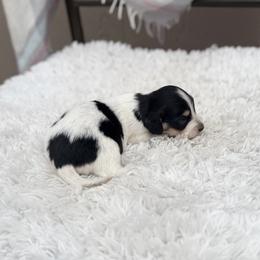 Daisey - Piebald female Dachshund puppy in Decatur, Mississippi from KP Dachshunds