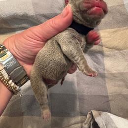 Jerry - Blue fawn male French Bulldog puppy in Success, Missouri from Salty Pawz Kennel LLC
