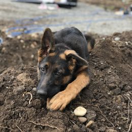 German Shepherd Puppies from Oregon German Shepherds
