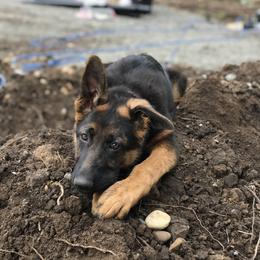 German Shepherd Puppies from Oregon German Shepherds
