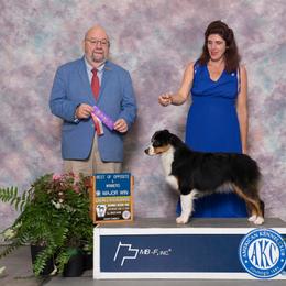 Roxy - Miniature American Shepherd