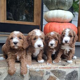 Goldendoodle and Poodle Puppies from Gorgeous Goldendoodles