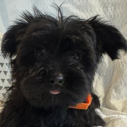Orange Boy - KB Black - Natural Tail - Black and gold male Yorkshire Terrier puppy in Oregon City, Oregon from D’Luxe Kennels