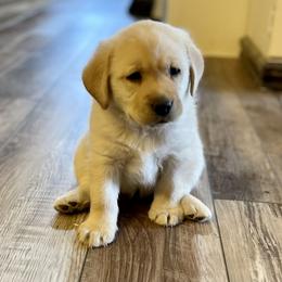 Labrador Retrievers and Samoyeds from Carefree Samoyeds & Deserthills Labradors