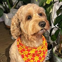 Bernedoodles and Goldendoodles from GTA Mapledoodles