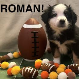 Roman - Black tri male Miniature American Shepherd puppy in Rochelle, Illinois from Countryside Kennels and Aussies