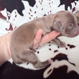 Cream boy - Cream male Dachshund puppy in Umatilla County, Oregon from Divine Dogs