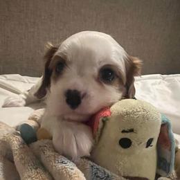 Jamison - Blenheim male Cavalier King Charles Spaniel puppy in Pennsylvania from Julie's Cavalier King Charles Spaniels