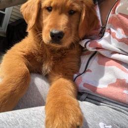 Elle - Red  female Goldendoodle puppy in Brandon, Florida from Murphys Doodles