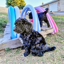 Assorted Doodle Crosses Puppies from Southern Star Goldendoodles