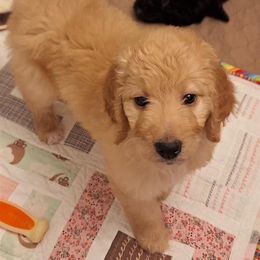 Bernedoodle Puppies from Jersey Girl's Doodles