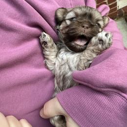 Pongo - Chocolate male Shih Tzu puppy in Rockmart, Georgia from Sonya Garrett