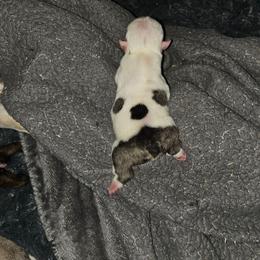Skully - Red brindle and white female Bulldog puppy in Grand Island, New York from Buckletucky Farm