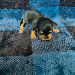 Twinkle - Black and tan female Dachshund puppy in Opelika, Alabama from Dachshund Darlins