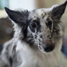 Cavalier King Charles Spaniels and Shetland Sheepdogs from Willow Rayne shelties and more