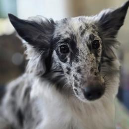 Cavalier King Charles Spaniels and Shetland Sheepdogs from Willow Rayne shelties and more