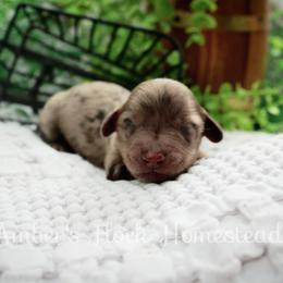 Maroon - Dapple male Dachshund puppy in Allons, Tennessee from Amber's Flock Homestead
