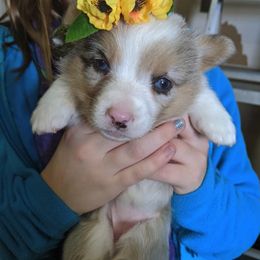 Pembroke Welsh Corgi Puppies from G Avenue Corgis