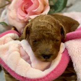 Worthy - Red  female Poodle puppy in Holly, Michigan from Lil’ Bits and Beans