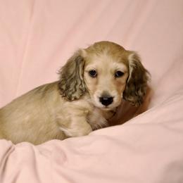 Dillard price 5000dollars - Cream male Dachshund puppy in Crystal, Michigan from Mare-bella Dachshunds