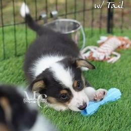 Jersey (Tri Male w Tail) - Black and tan male American Corgi puppy in Straughn, Alabama from Magnolia Creek Corgis