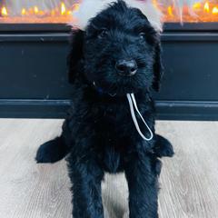 Puppy 13 - Black female Whoodle puppy in Corinth, Maine from Whoodles of Maine