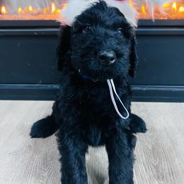 Puppy 13 - Black female Whoodle puppy in Corinth, Maine from Whoodles of Maine