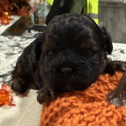 Astrid - Black female Shihpoo puppy in Colonial Beach, Virginia from BeachRidge Pups
